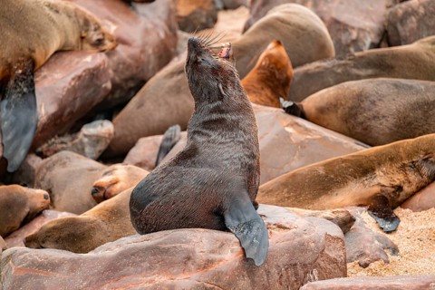 Seal colony, fur seal, Cape fur seal (Arctocephalus pusillus), Cape Cross, Atlantic coast, Namibia