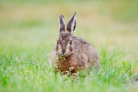 A brown hare (Lepus europaeus) sitting in a meadow, North Rhine-Westphalia, Germany