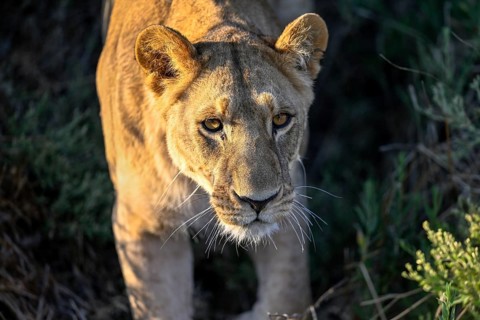 Lioness (Panthera leo) near Atzaró Camp, portrait, Okavango Delta, North-West District, Botswana