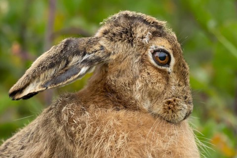 European brown hare (Lepus europaeus) adult animal head portrait, England, United Kingdom