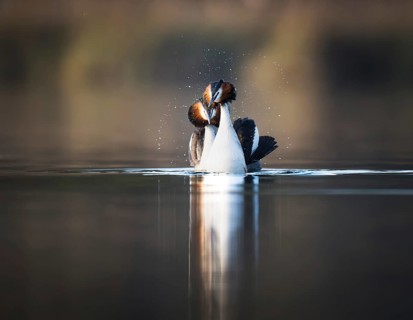 Great Crested Grebe (Podiceps cristatus), courting pair, Zurich, Switzerland