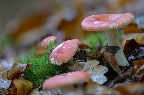 Pine bird, Russula Emetica var. Silvestris, Russula Silvestris, Spy Bird, the Sickener, Forest Spy