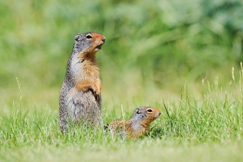 Columbia ground squirrel (Urocitellus columbianus, Spermophilus columbianus), a calling female with