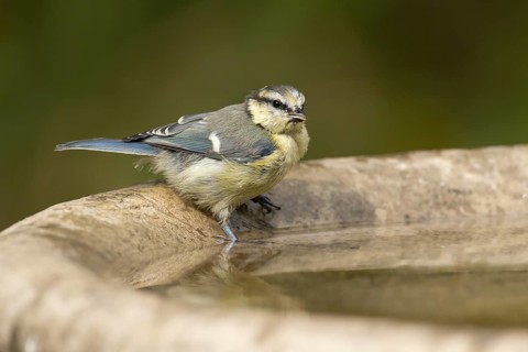 Blue tit (Cyanistes caeruleus) adult garden bird drinking water from a bird bath, England, United
