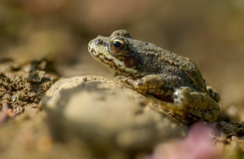 Common frog, common frog, rana temporaria, amphibians, amphibians, frog, frogs, young animal,