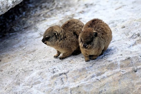 Klippschliefer (Procavia capensis), juveniles, alert, two, Stony Point, Betty's Bay, Western Cape,