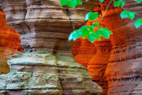 Beech (Fagus), beech family (Fagaceae), red sandstone cliff, glowing rock, Altschlossfelsen, Dahn,