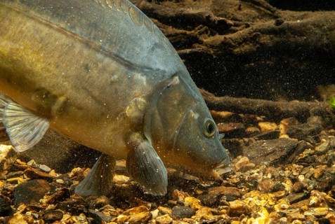 Carp, Cyprinus carpio, carp, fish, fishes, leather carp, pisces, mirror carp