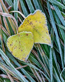 A poplar leaf (Populus) covered in hoarfrost, Goldenstedt, Lower Saxony, Germany