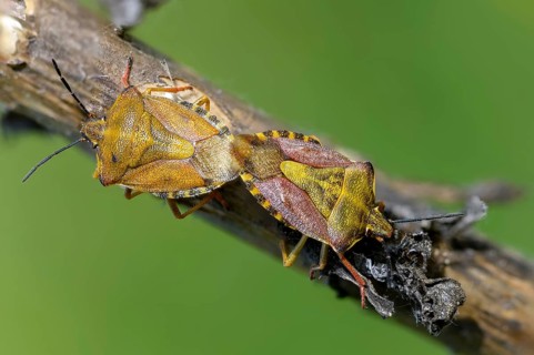 Black-shouldered shieldbug, carpocoris purple eipennis, heteroptera, purple tree bug, purple fruit
