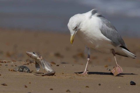 Herring gull (Larus argentatus) adult seagull bird eating a dogfish fish on a seaside beach,