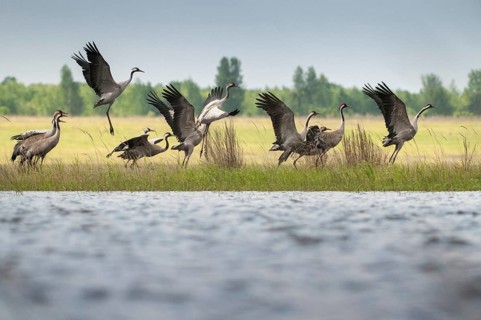 Brandenburg, Crane, Germany, Grus Grus, Crane, Nabu, national natural heritage, natural paradise
