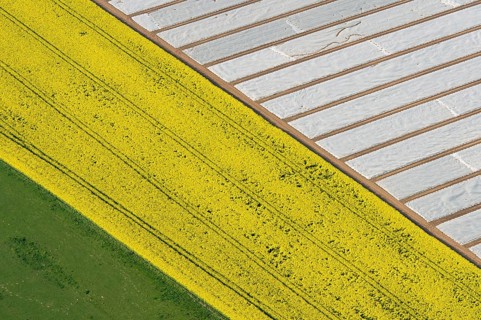 Aerial view of agricultural land in the district of Vechta, rapeseed and plant production under