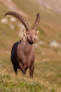 Alpine ibex (Capra ibex), Heiligenblut am Großglockner, Carinthia, Austria