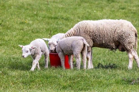 Sheep and lambs graze in a meadow. Landscape of the Swabian Jura. Gomadingen, Baden-Württemberg,
