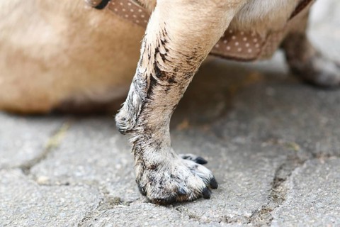 Dog leg and paw covered with black dirt and mud