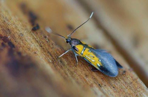 Brown-tip tubic, oak bark rotwood moth, orange-silver broad-winged moth, Schiffermülleria