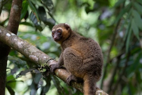 A golden bamboo lemur of the genus Hapalemur aureus, in the rainforests of Ranomafana National Park