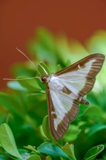 Box tree moth, boxwood moth, boxwood moth, cydalima perspectalis, moth, high size, portrait format,
