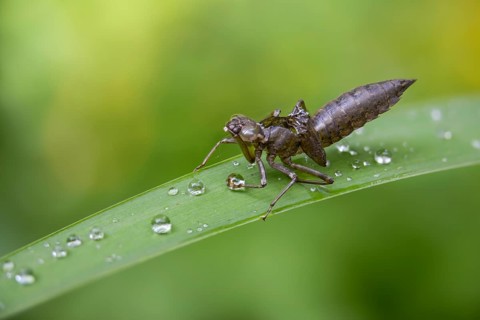 Aeshna cyanea, blue-green mosaic maiden, southern hawker, anisoptera, dragonflies, exuvia, insects,