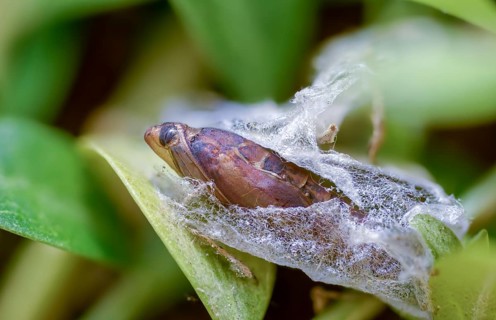 Box tree moth, boxwood moth, boxwood moth, cydalima perspectalis, moth, web, insects, moths, pupa,