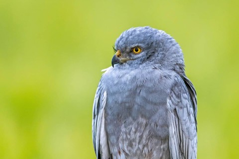 Montagu's harrier (Circus pygargus) close-up portrait of adult male in spring