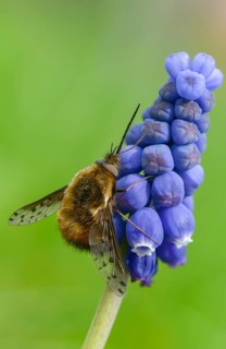 Bombylius Discolor, dotted bee-fly, spotted woolswear, diptera, high size, portrait format,