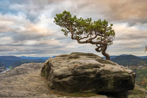 Pine tree on the Lilienstein in the Elbe Sandstone Mountains in the Saxon Switzerland National