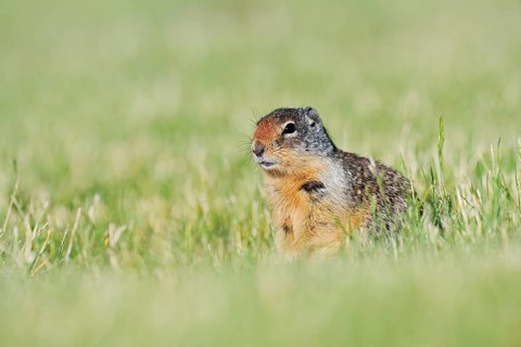 Columbia ground squirrel (Urocitellus columbianus, Spermophilus columbianus) sitting in a meadow,
