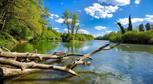 Small island in the Reuss river, beech trees sprouting leaves in spring, Niederwil, Gnadental,