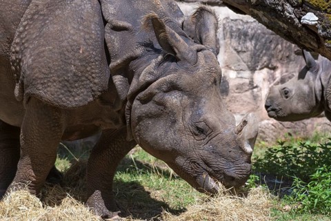 African white rhinoceros (Rhinoceros unicornis) with its calf, Nuremberg Zoo, Middle Franconia,