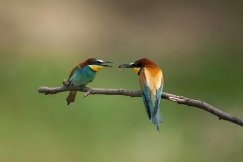 Bee-eaters, bee-eaters, coraciiformes, merops apiasters, birds, Bulgaria, leo, meropidae, spider,