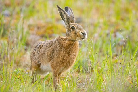 European hare (Lepus europaeus) Germany