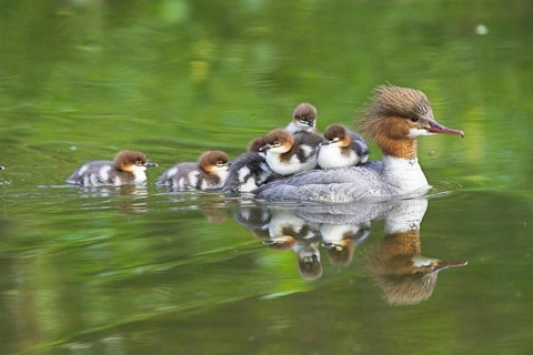 Animals, birds, goosander (Mergus merganser), with chicks
