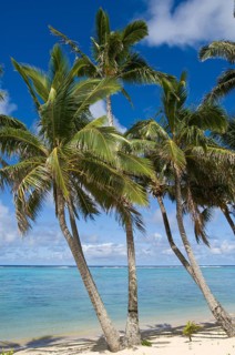 Cook Islands, Rarotonga. Palm Beach, Rarotonga, French Polynesia
