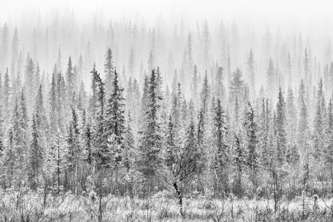 Boreal coniferous forest in fog, Norrbotten, Lapland, Sweden, October 2010