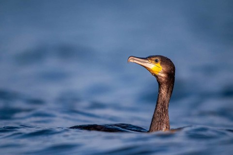 Black shag, cormorant, phalacrocorax carbo, birds, pelecaniforms, ropedes, birds, waterbirds,