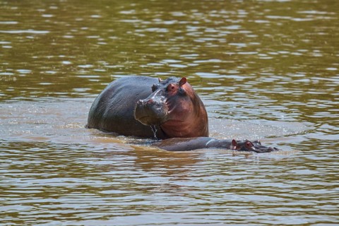 A hippopotamus swims in the river, surrounded by greenish water, hippopotamus (Hippopotamus