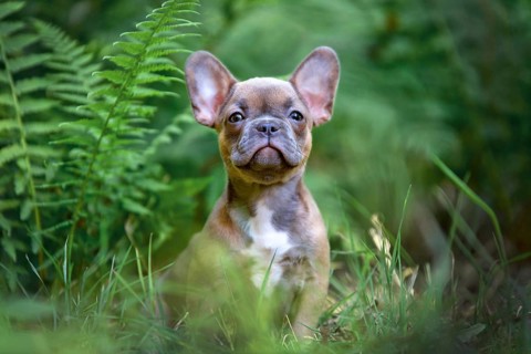 Adorable blue sable French Bulldog dog puppy in forest nature