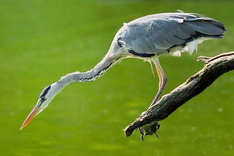 Grey Heron - Ardea cinerea, Germany