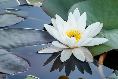 Water lily (Nymphaea) in a pond, Hoenderloo, Gelderland, Lower Saxony