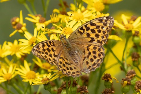Silver-washed fritillary butterfly (Argynnis paphia) resting on bright yellow flowers in Sussex, UK