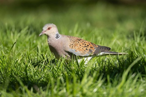 European turtle dove (Streptopelia turtur) adult bird in grassland, England, United Kingdom