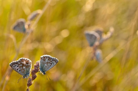 Lysandra coridon, polyommatus coridon, silverblue, silvergreen blue, butterfly, chalkhill blue,