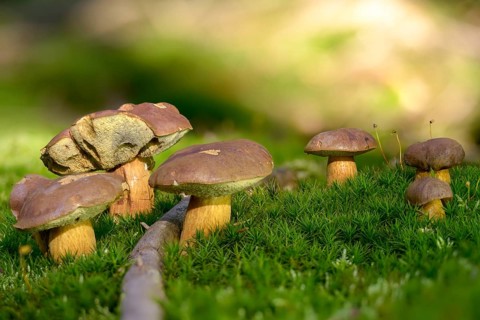 Bay bolete, blue mushroom, boletus badius, brown bonnet, browncap, grass mushroom, Imleria Badia,