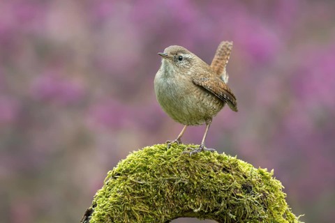 Wren (Troglodytes troglodytes), perched on a moss-covered root, Schwaz, Tyrol, Austria