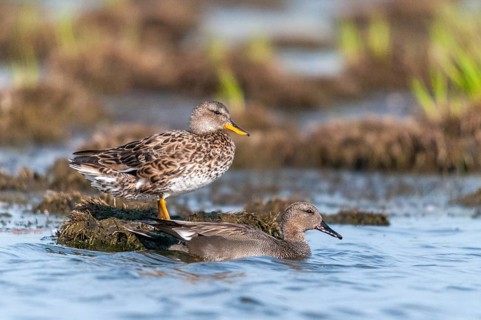 Anas Strepera, Gadwall, Mareca Strepera, Middle Duck, Schnatterente, Anatidae, Birds, Ducks, Ducks,