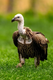 Griffon Vultures (Gyps fulvus) walking on a meadow in spring, bavaria, Germany