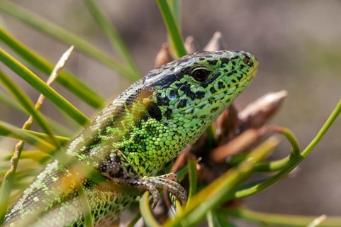 2010, Brandenburg, Germany, Lacerta Agilis, Nabu, national natural heritage, natural paradise