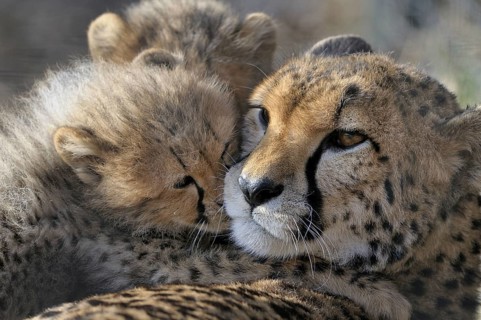 Cheetah, Acinonyx JubatusCheetah, Acinonyx Jubatus, Cub with Mother, Captive